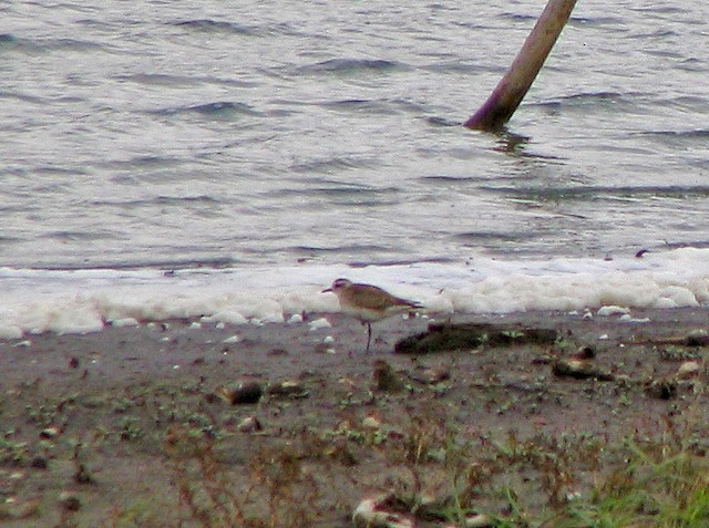 First Alternate American Golden-Plover. - American Golden-Plover - 