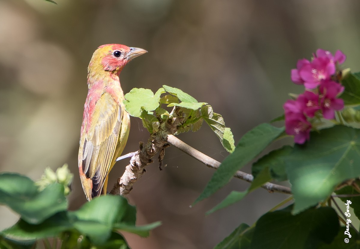 Summer Tanager - Denny Swaby