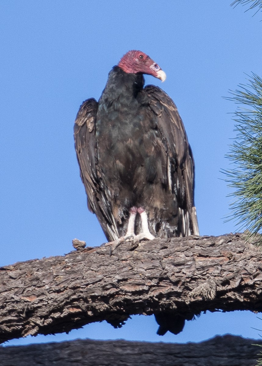 Turkey Vulture - ML86317281