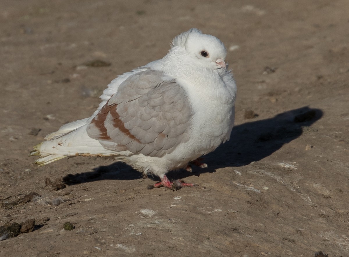 Rock Pigeon (Feral Pigeon) - ML86317491