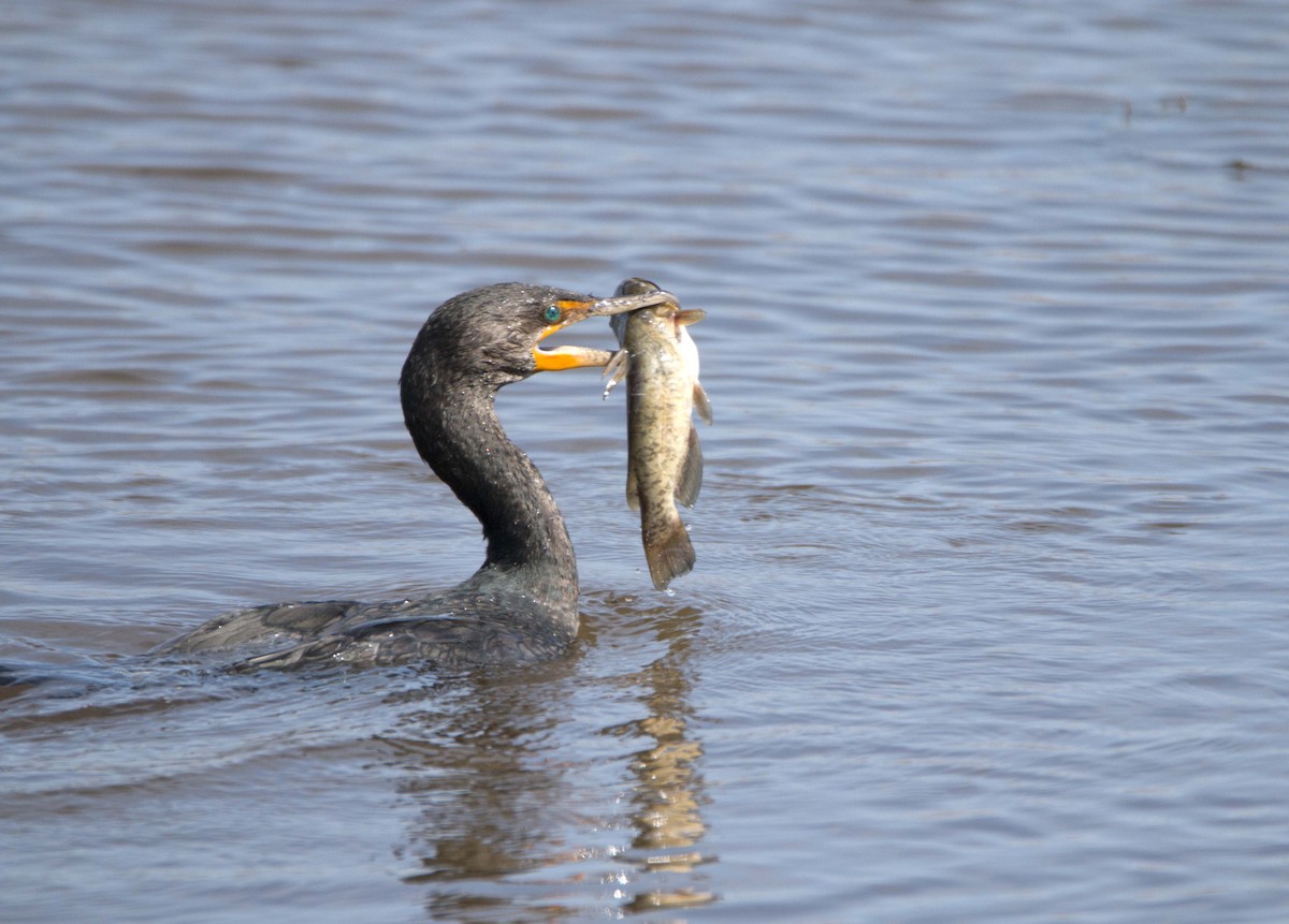 Double-crested Cormorant - Thomas McFeely
