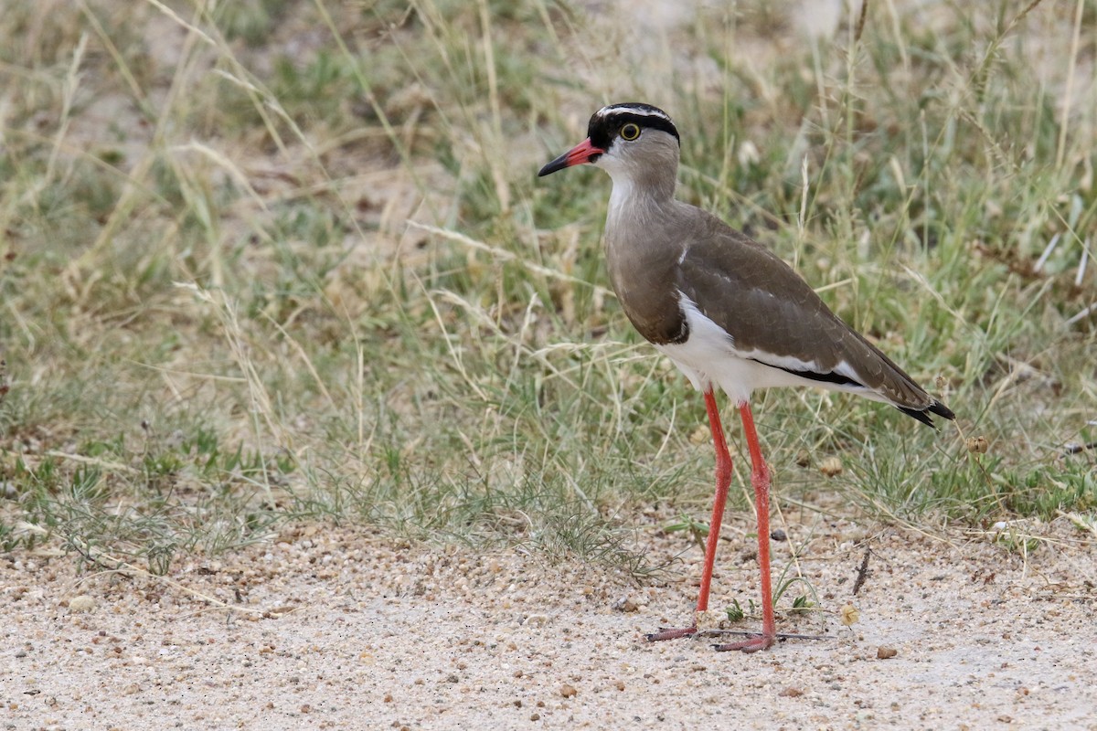Crowned Lapwing - ML86332471