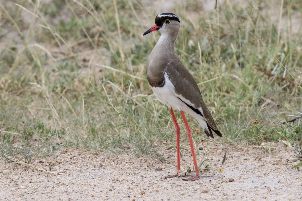 Crowned Lapwing - ML86332501