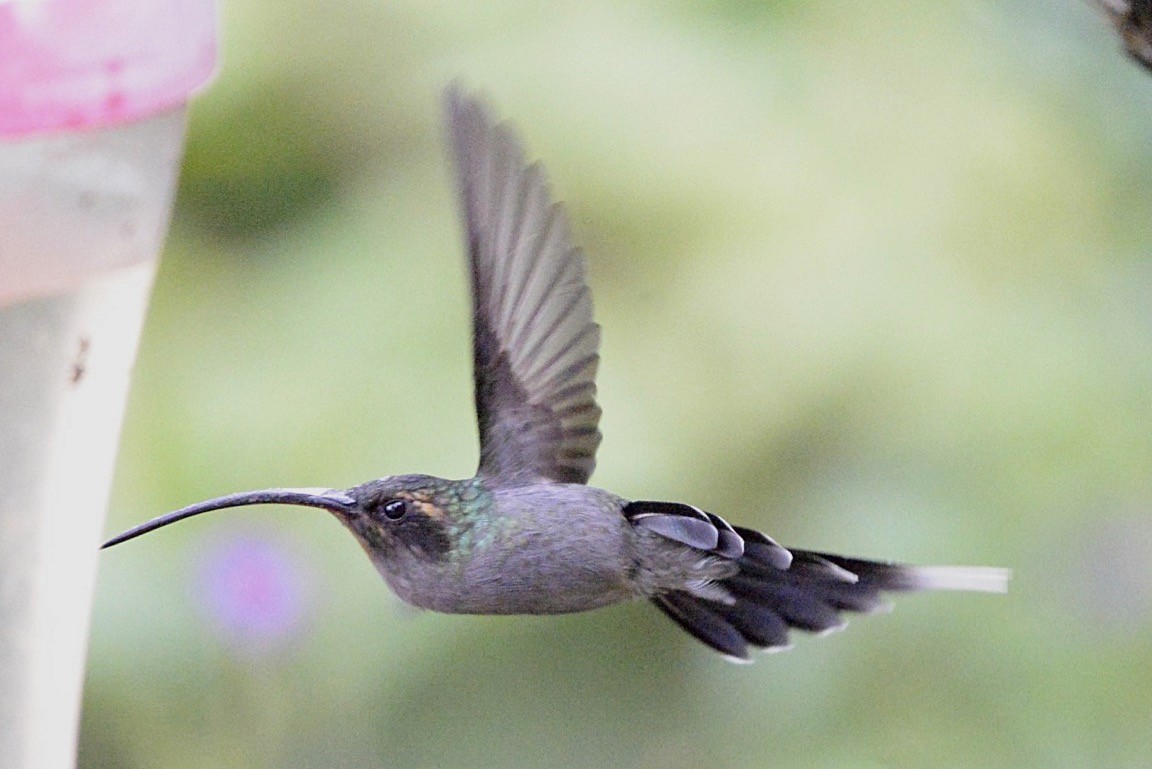 kolibřík šedobřichý - ML86332761