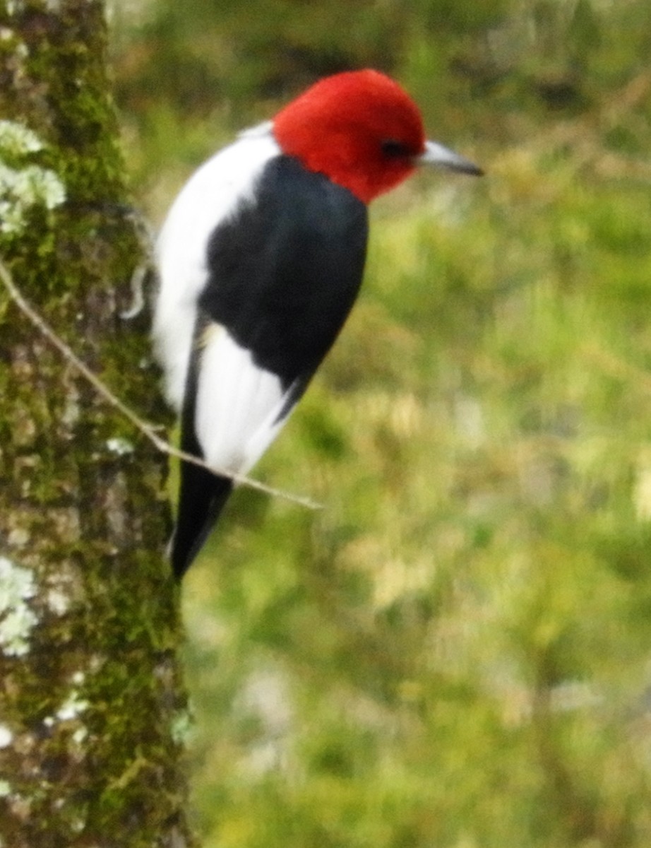 Red-headed Woodpecker - ML86333221