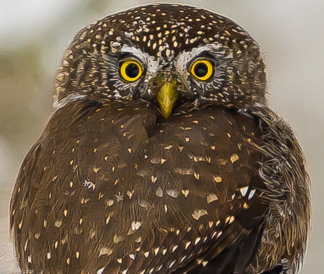 Northern Pygmy-Owl - Katherine Corkery