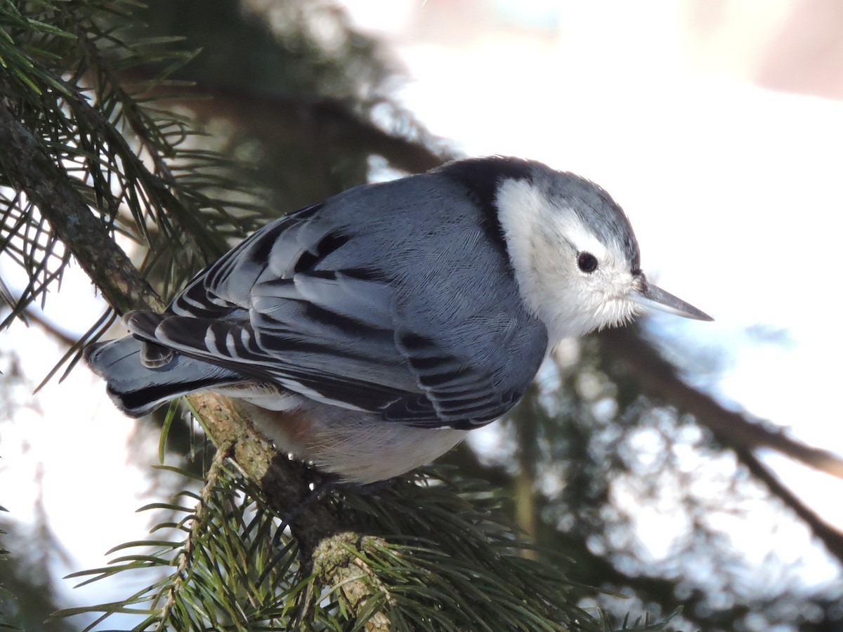 White-breasted Nuthatch - ML86335261