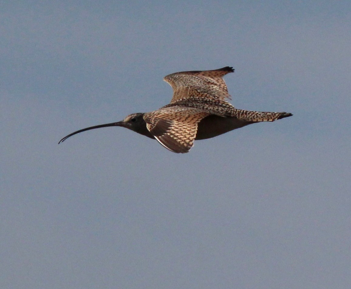 Long-billed Curlew - ML86336071