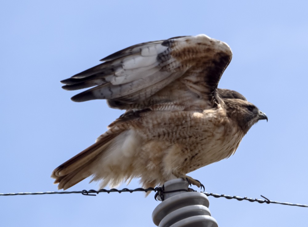 Red-tailed Hawk (calurus/alascensis) - Dave Rintoul