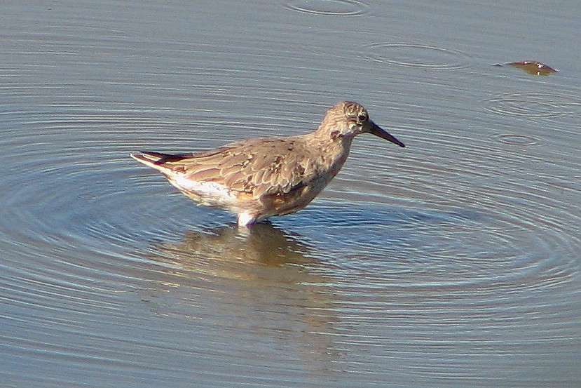 Red Knot - ML86339141