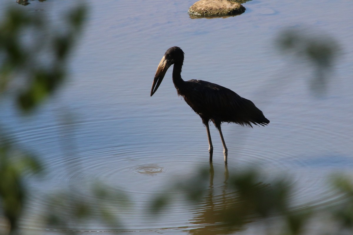 African Openbill - Stephen McCullers