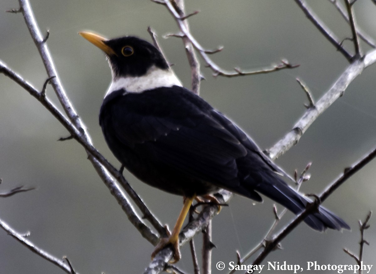 White-collared Blackbird - Sangay Nidup