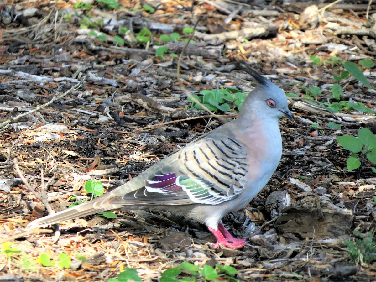 Crested Pigeon - ML86350991