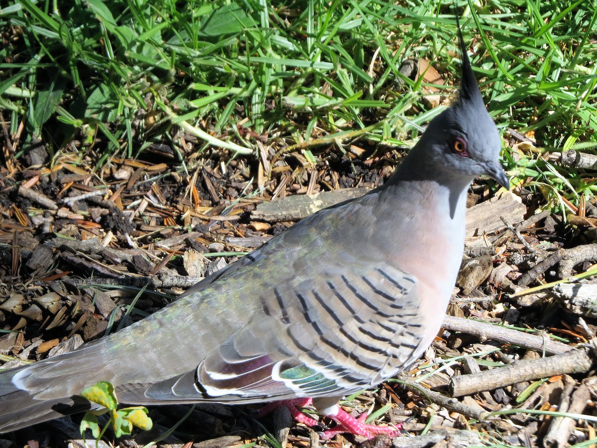 Crested Pigeon - ML86351121