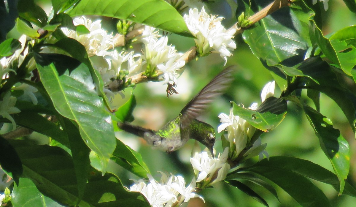 Emerald-chinned Hummingbird - Jessie Stuebner