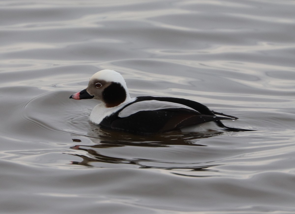 Long-tailed Duck - Maria Pacheco