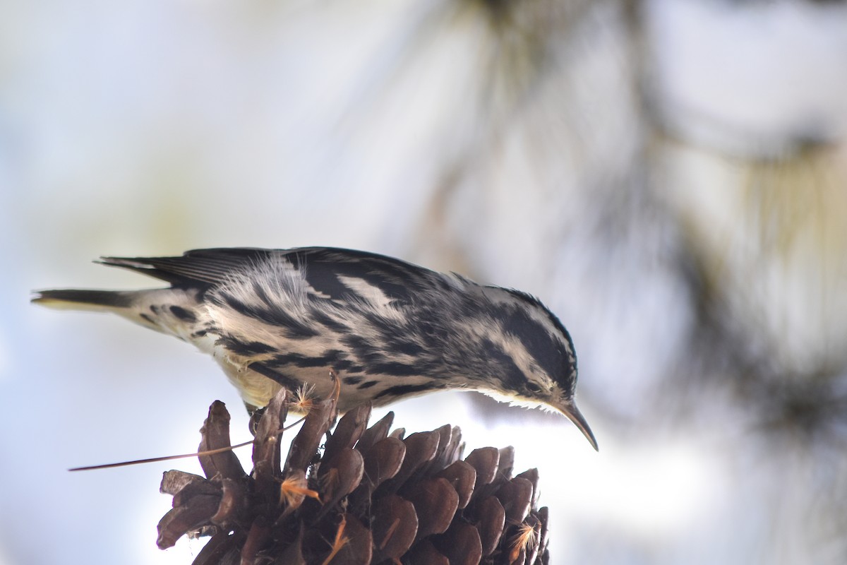 Black-and-white Warbler - ML86353801