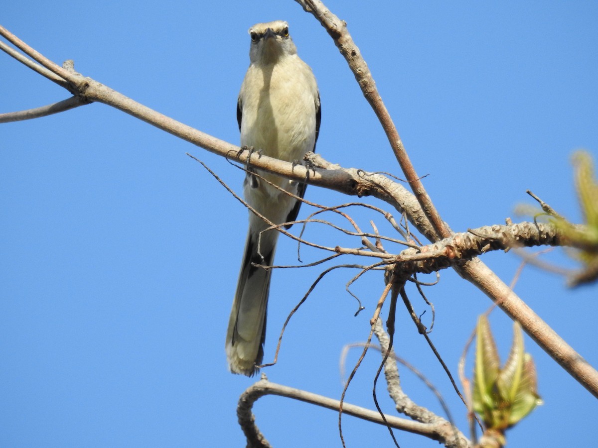 Tropical Mockingbird (Mayan) - Rick Folkening