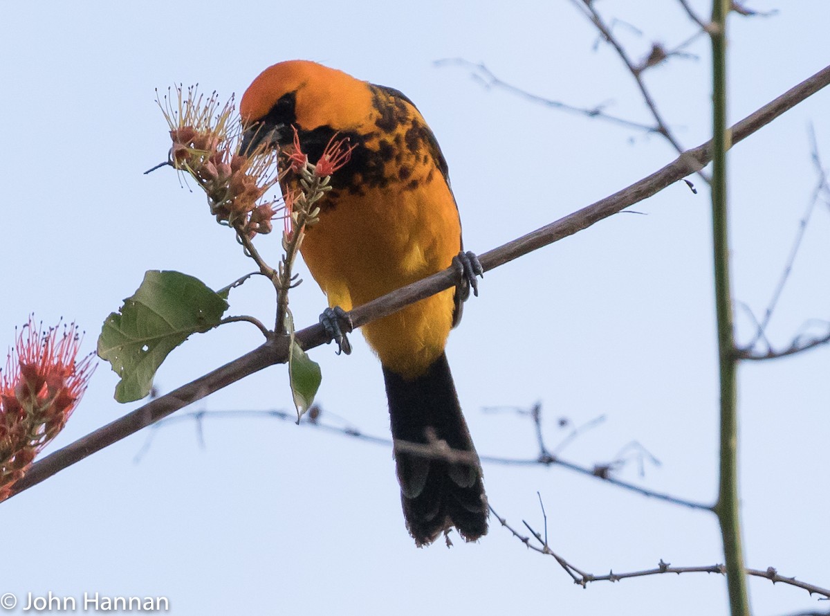 Spot-breasted Oriole - ML86356891
