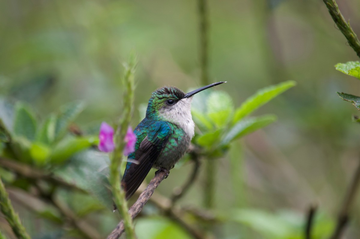 Violet-headed Hummingbird - Margaret Thompson