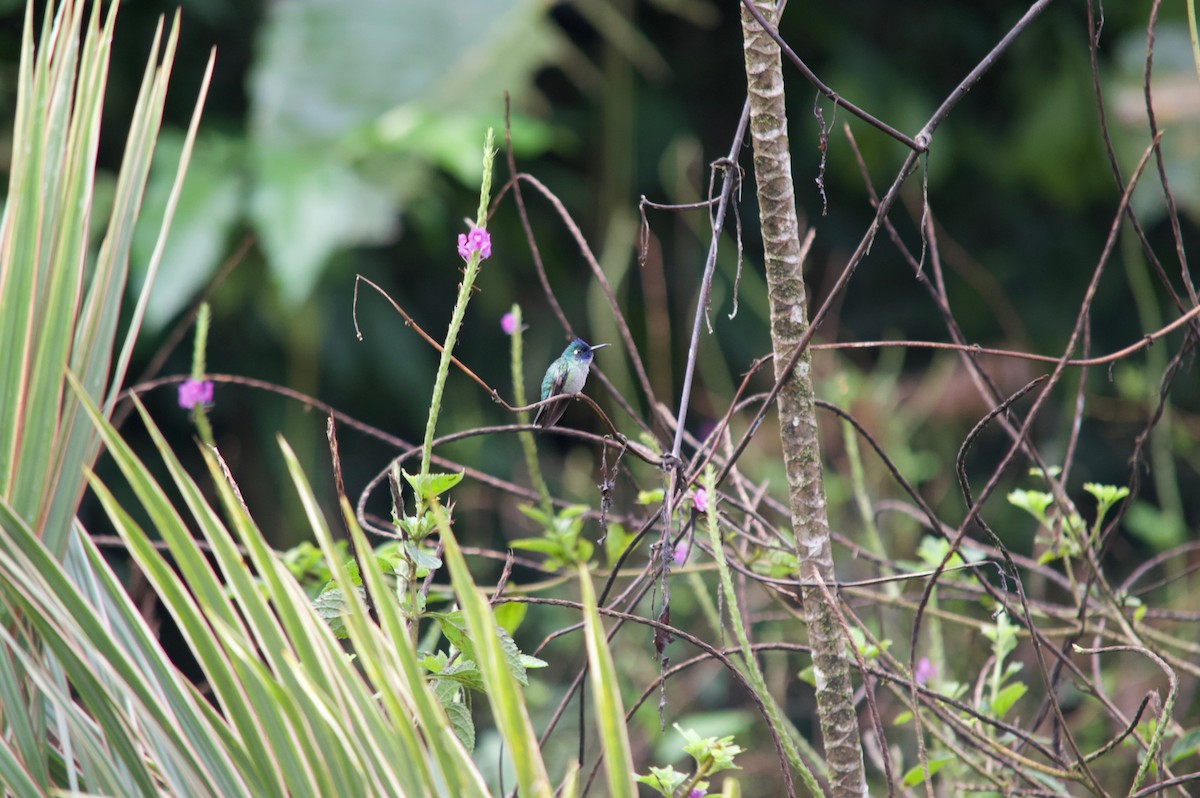 Violet-headed Hummingbird - ML86357211