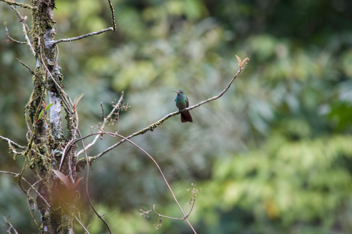 Rufous-tailed Hummingbird - ML86357361