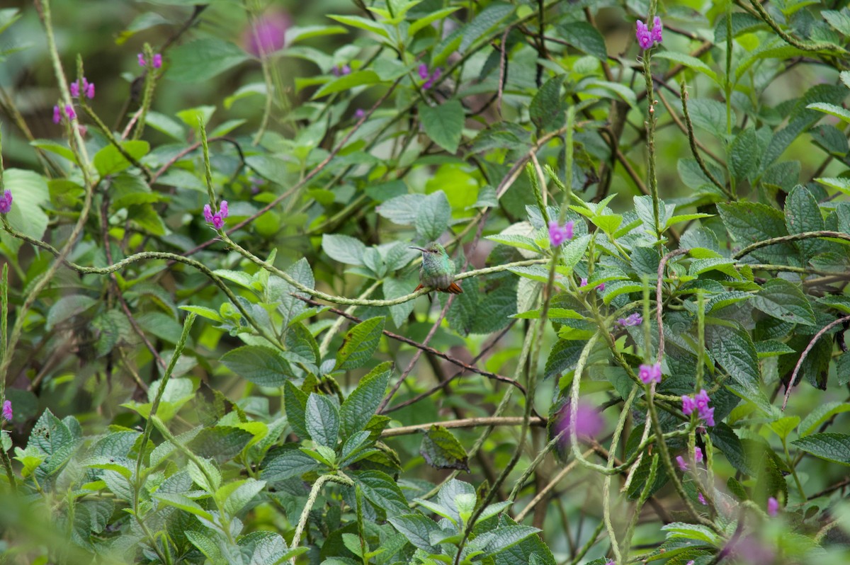 Rufous-tailed Hummingbird - Margaret Thompson