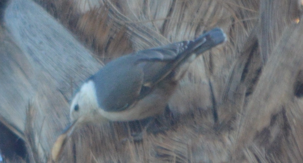 White-breasted Nuthatch - ML86360291