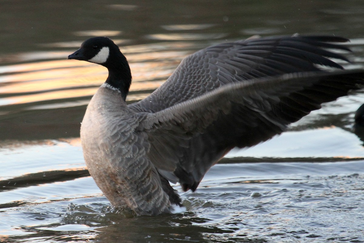 Cackling Goose (Aleutian) - Don Sterba