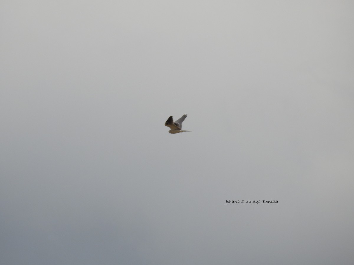 White-tailed Kite - Johana Zuluaga-Bonilla