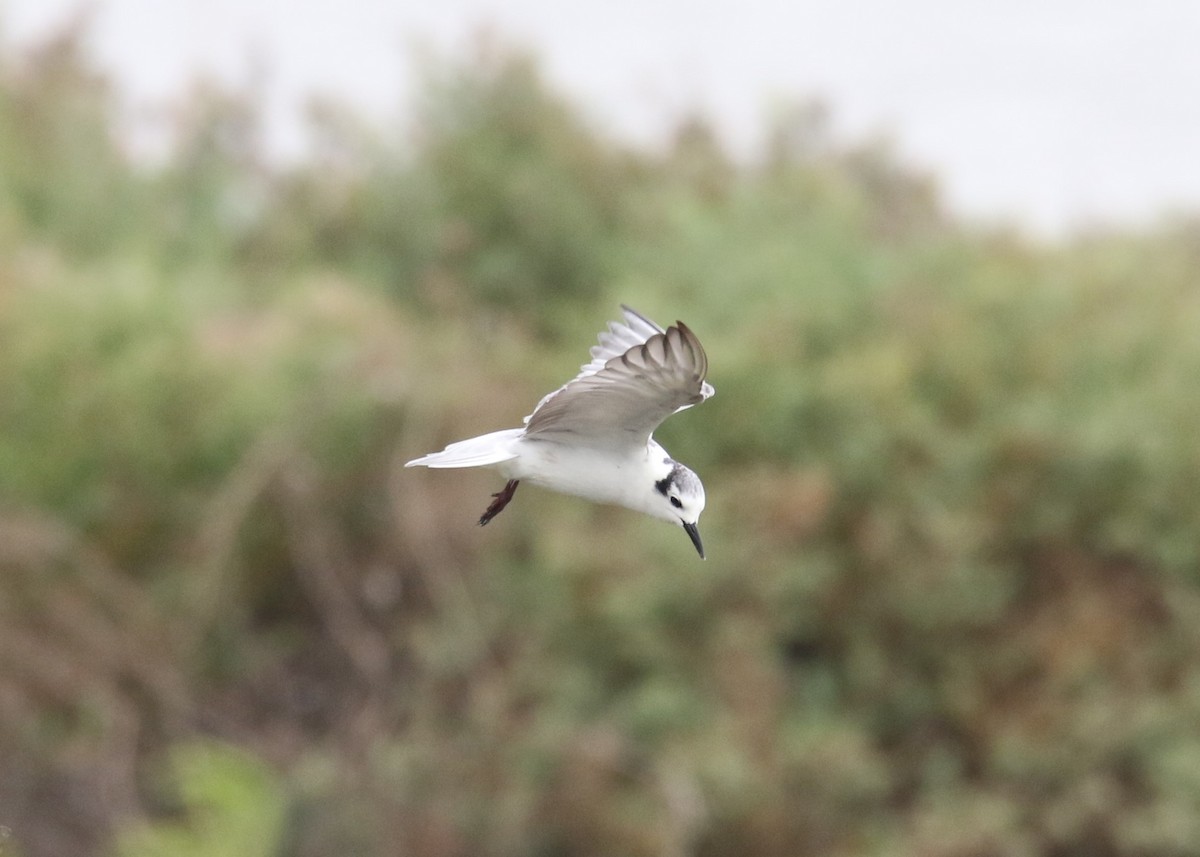 White-winged Tern - Louis Hoeniger