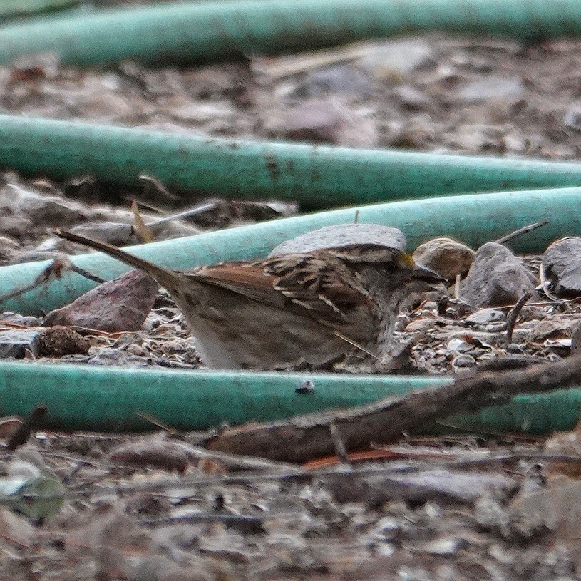 White-throated Sparrow - Donald Sutherland