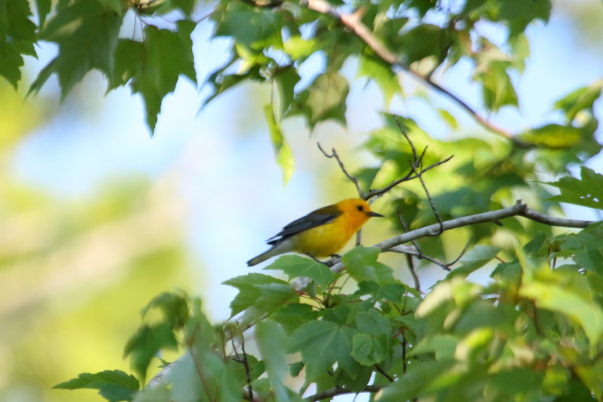 Prothonotary Warbler - ML86369621