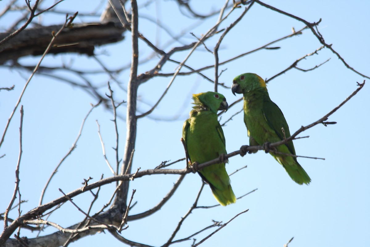 Yellow-naped Parrot - Murielle Moya