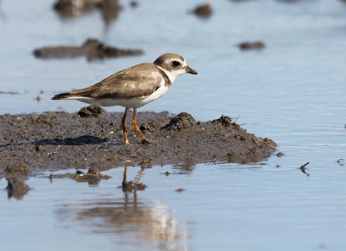 Semipalmated Plover - Murielle Moya