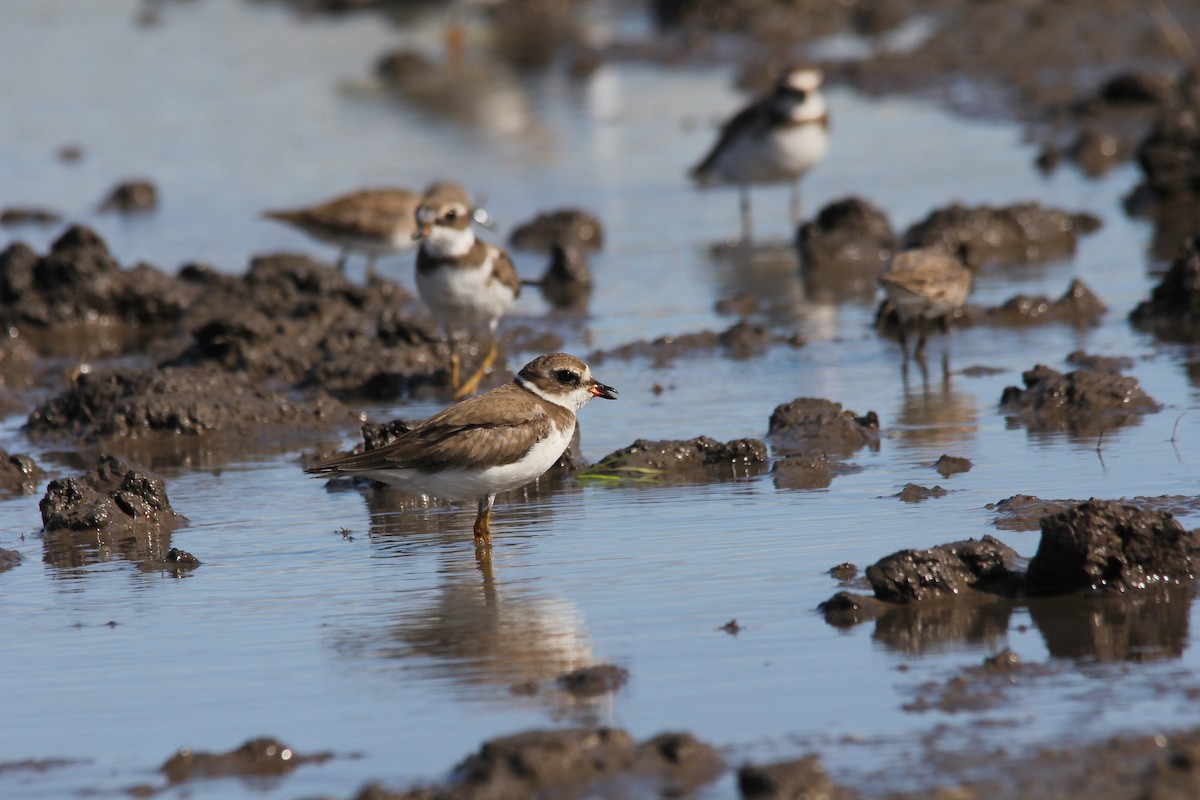 Semipalmated Plover - ML86371511