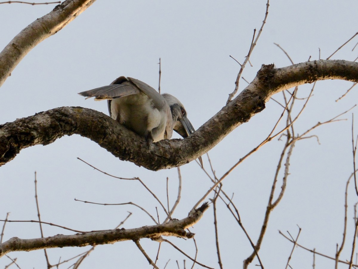 Indian Gray Hornbill - ML86375041