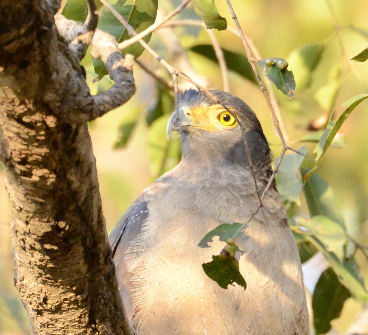 Crested Serpent-Eagle - ML86375341