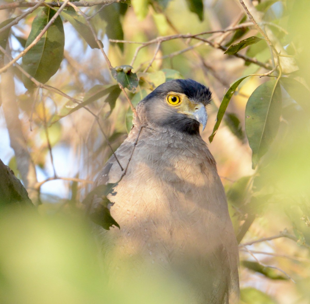 Crested Serpent-Eagle - ML86375351