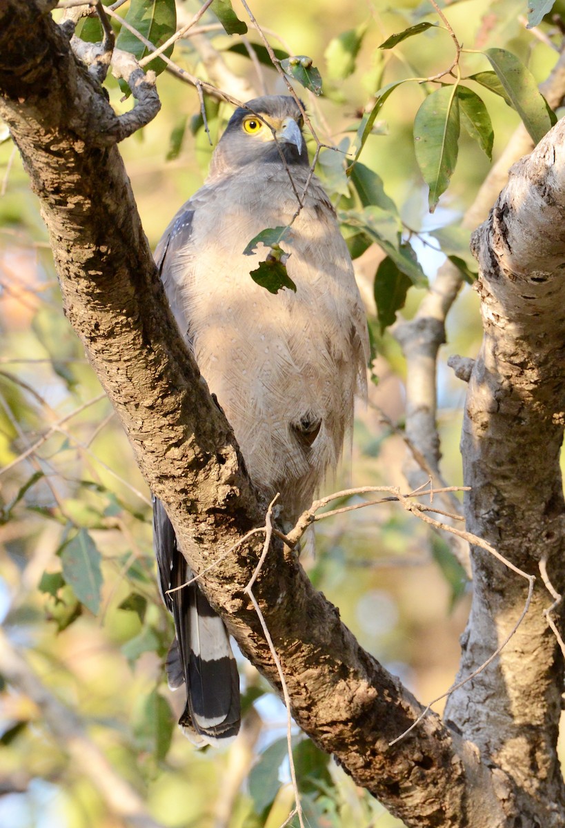 Crested Serpent-Eagle - ML86375371