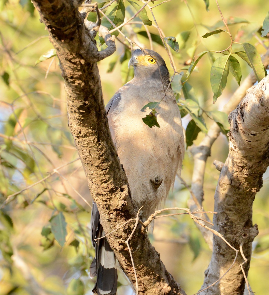 Crested Serpent-Eagle - ML86375381