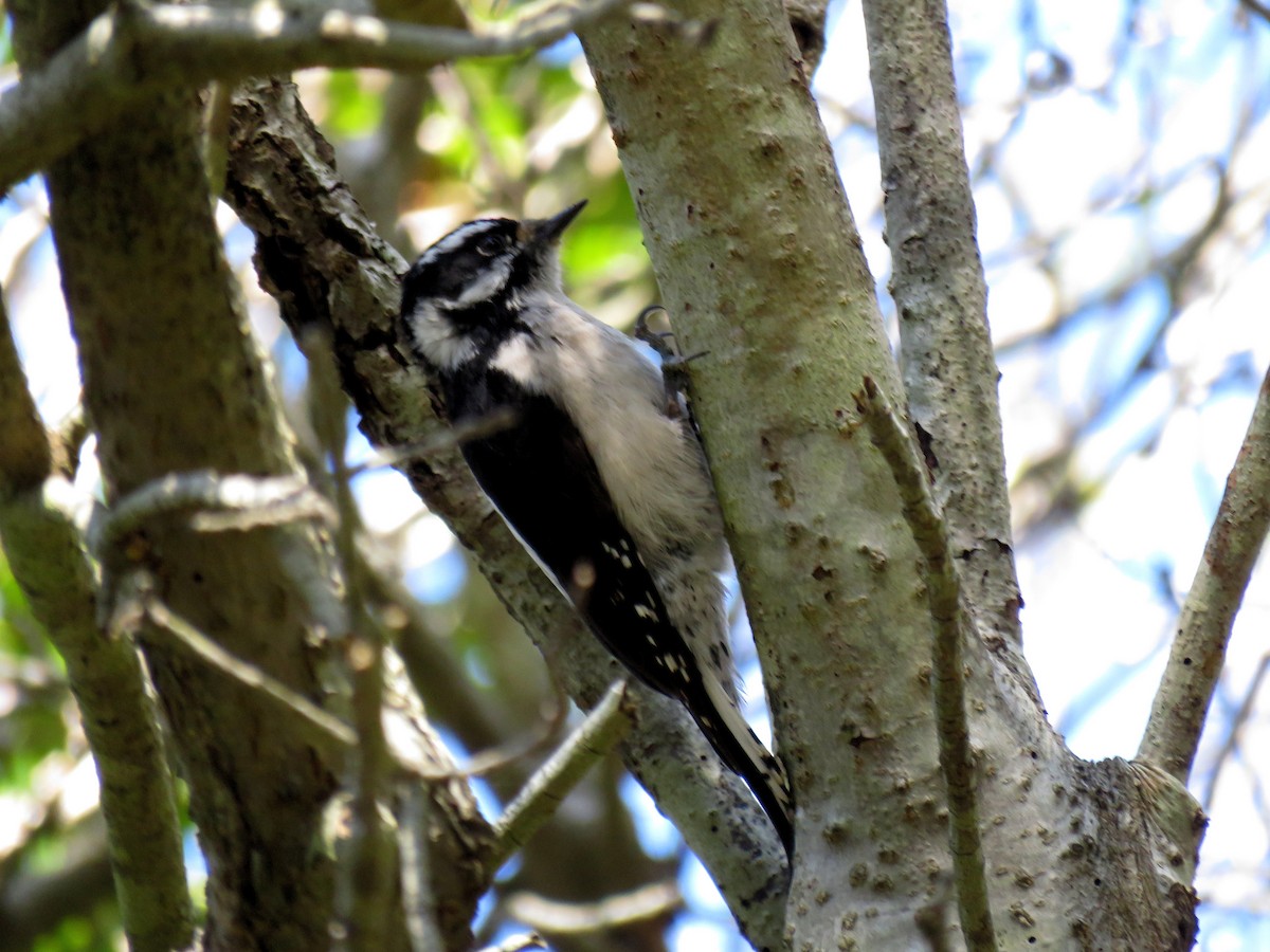 Downy Woodpecker - ML86375981