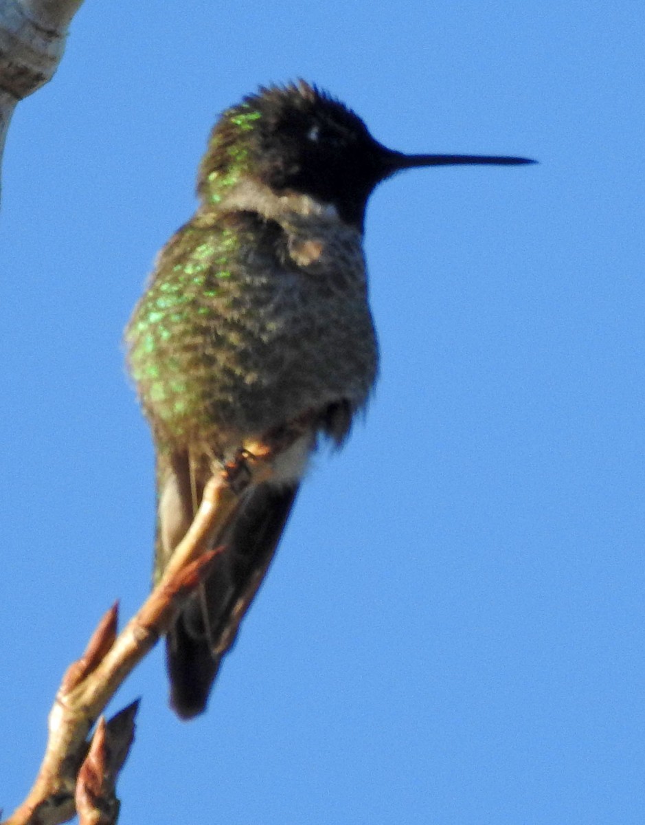 Anna's Hummingbird - ML86376281