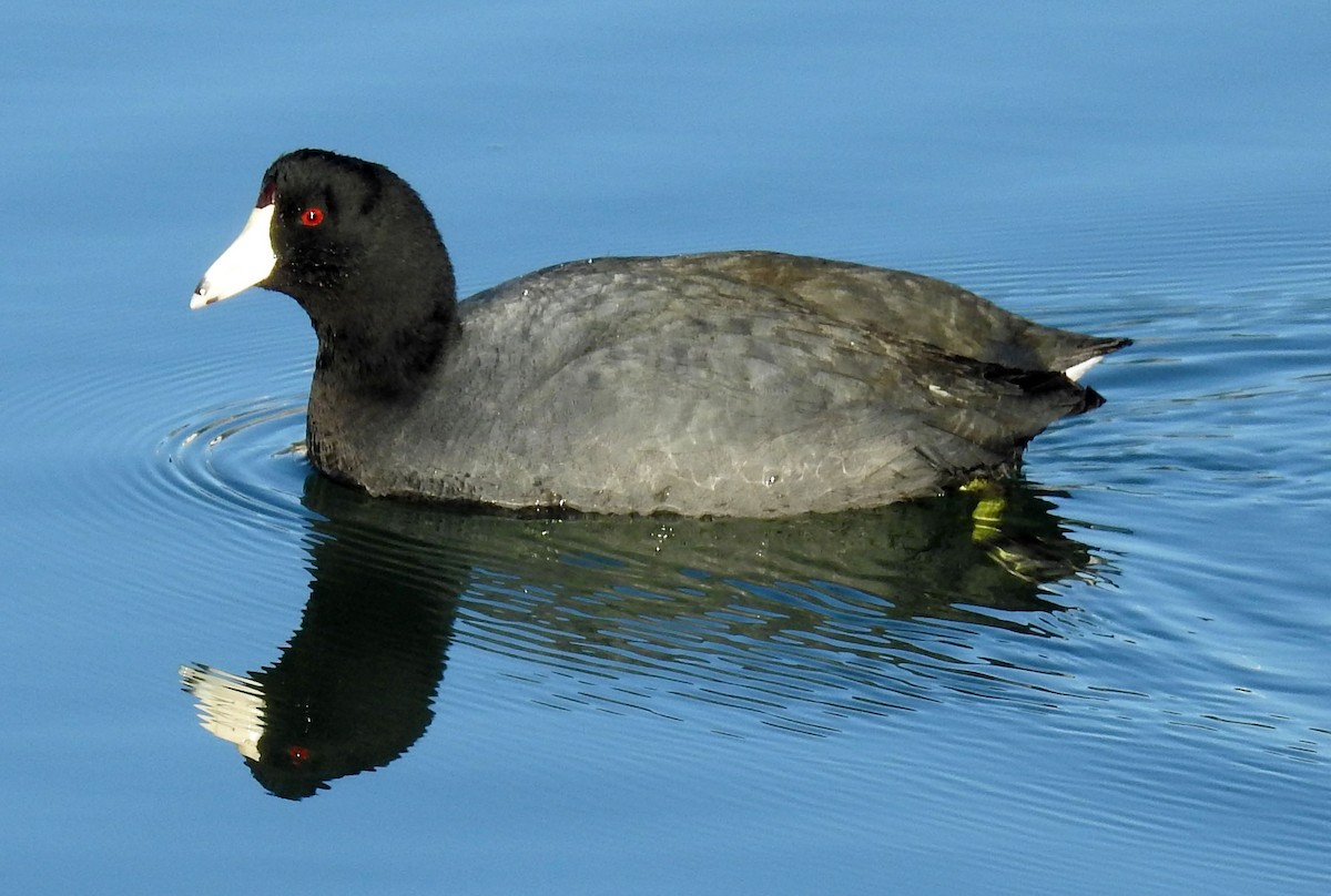 American Coot (Red-shielded) - ML86376811