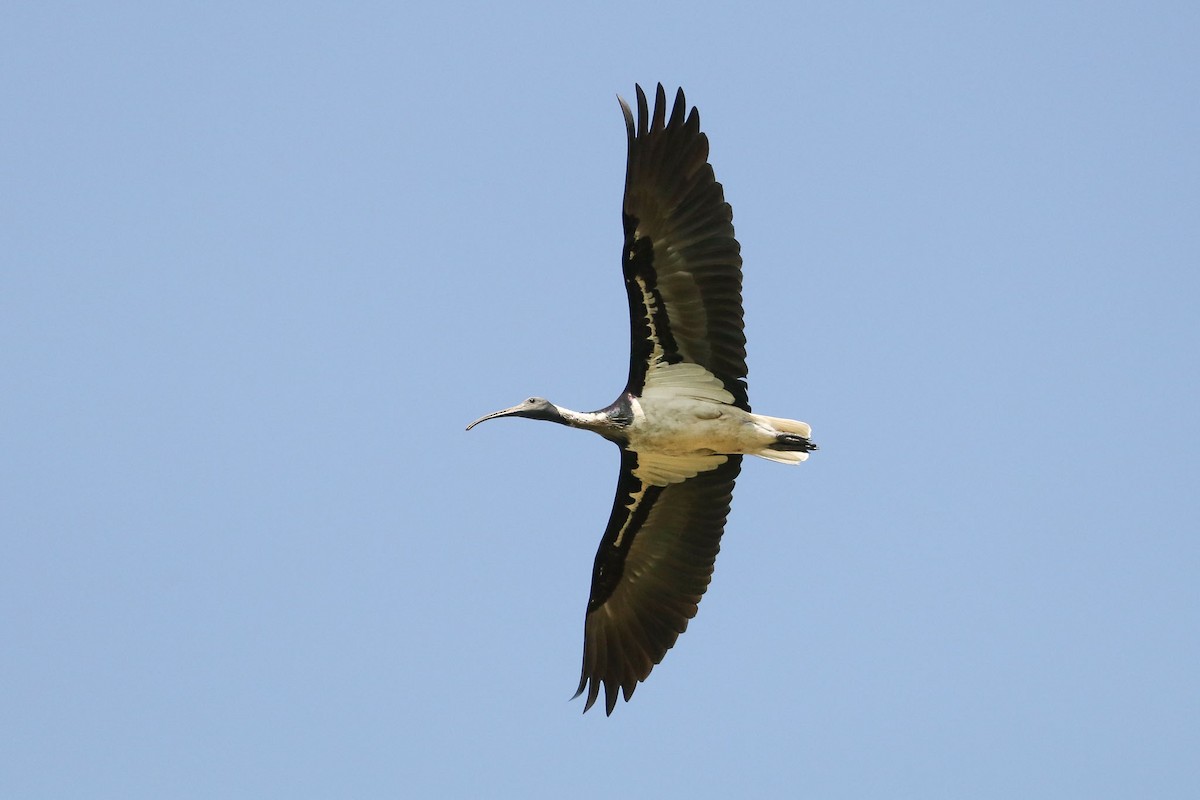 ibis slámokrký - ML86378061