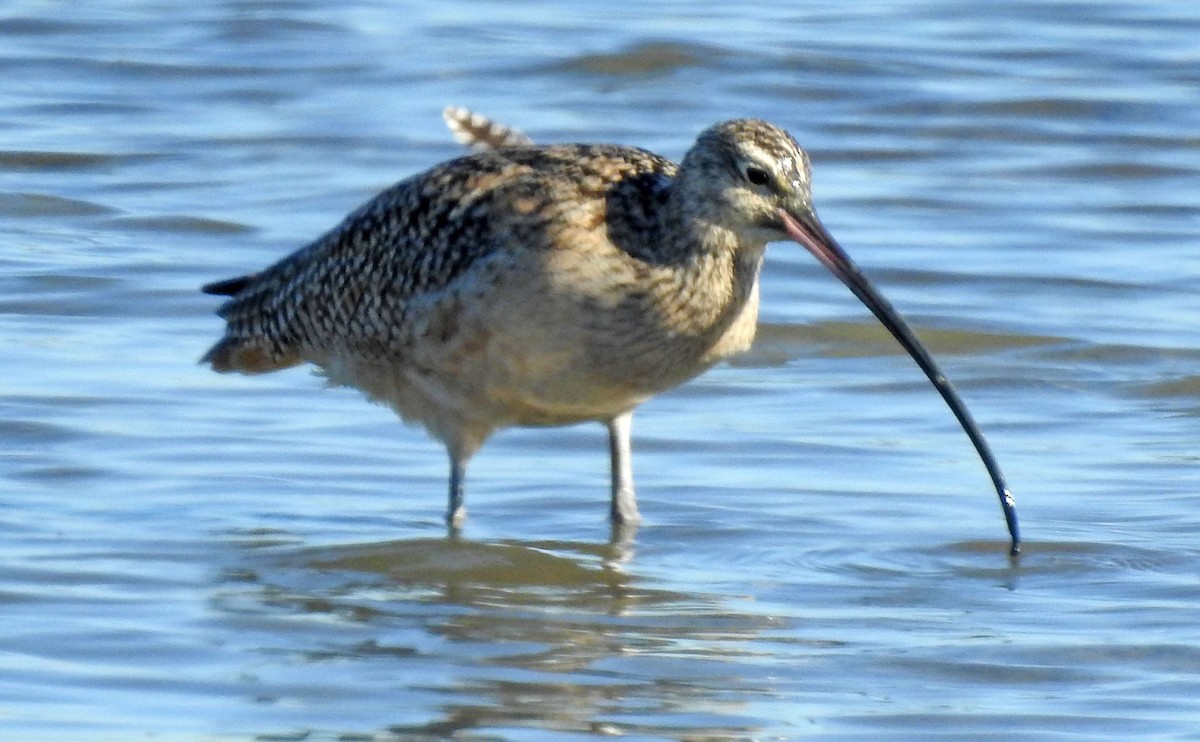 Long-billed Curlew - ML86378491