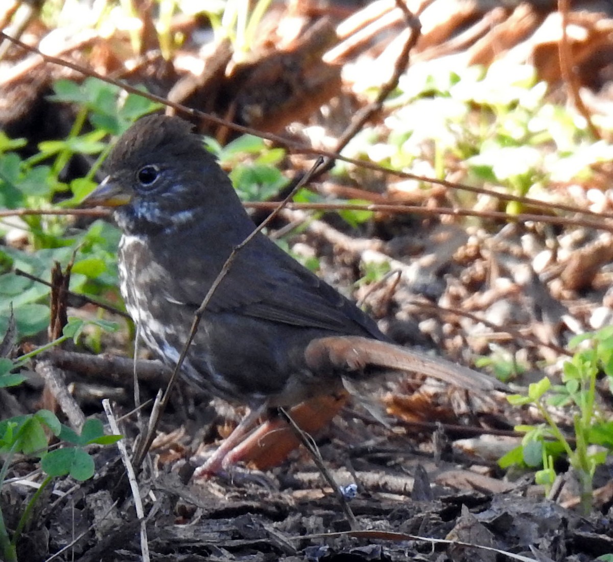 Fox Sparrow (Sooty) - ML86378701