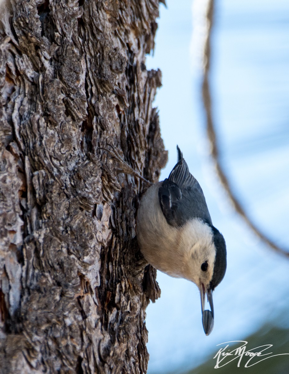 White-breasted Nuthatch - ML86379761