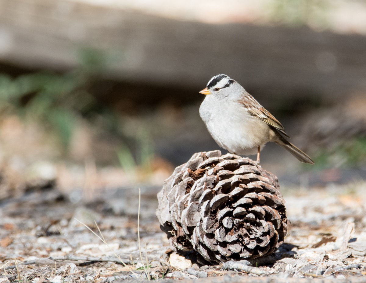 White-crowned Sparrow - ML86379801