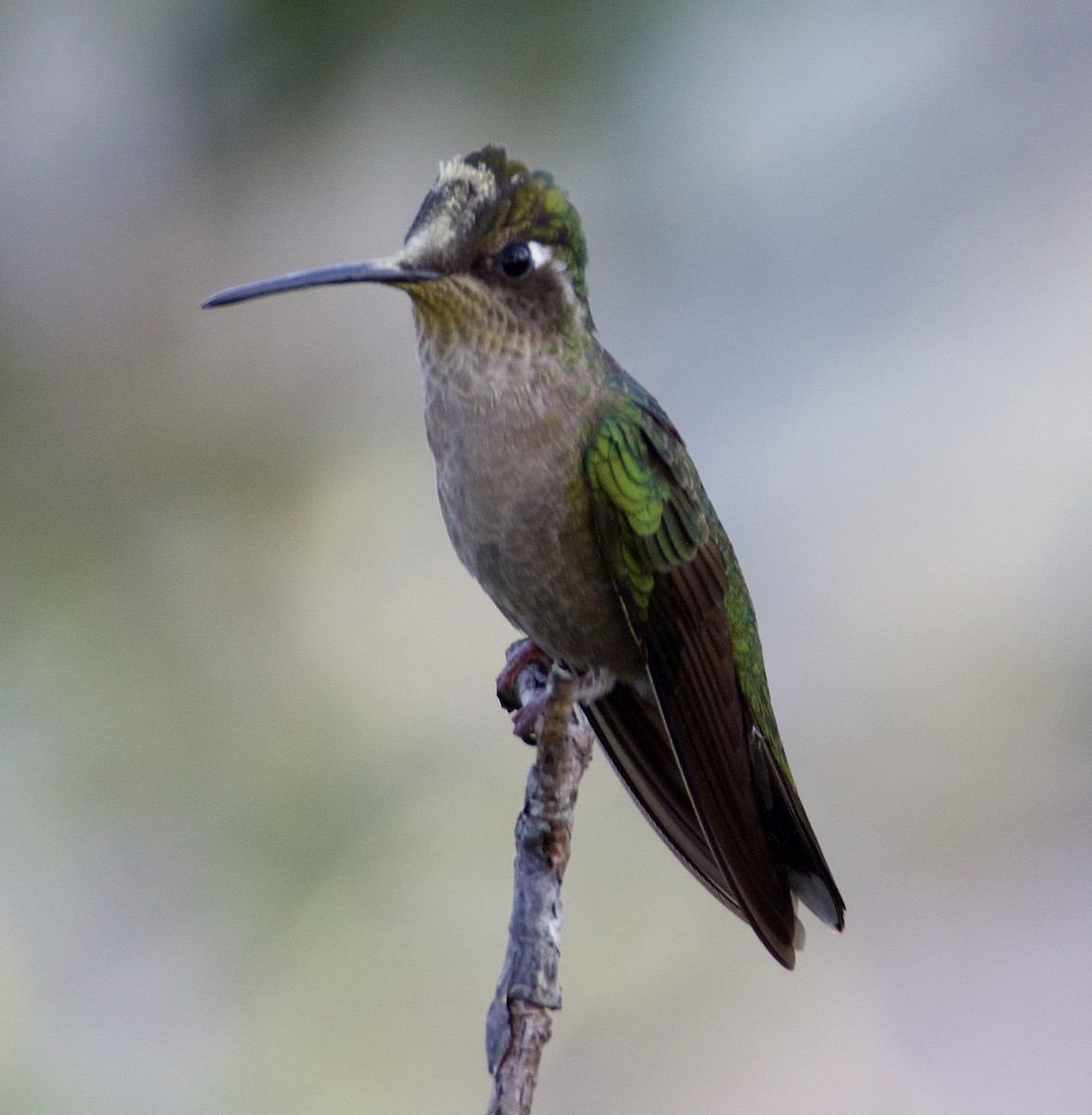 Rivoli's Hummingbird - Rob Worona